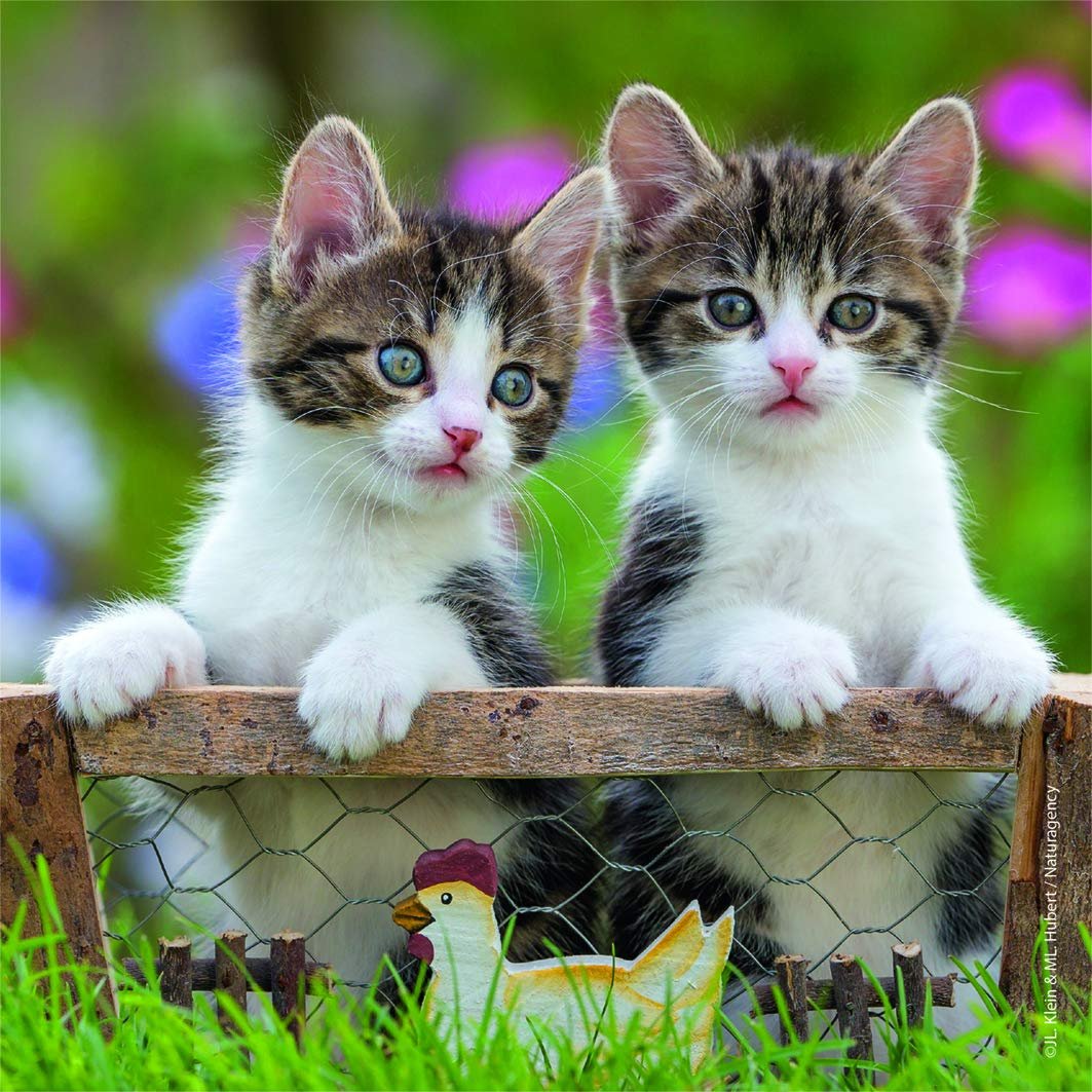 Пазли Ravensburger 08046 Kittens Tigrés 3 x 49 деталей, фото №4