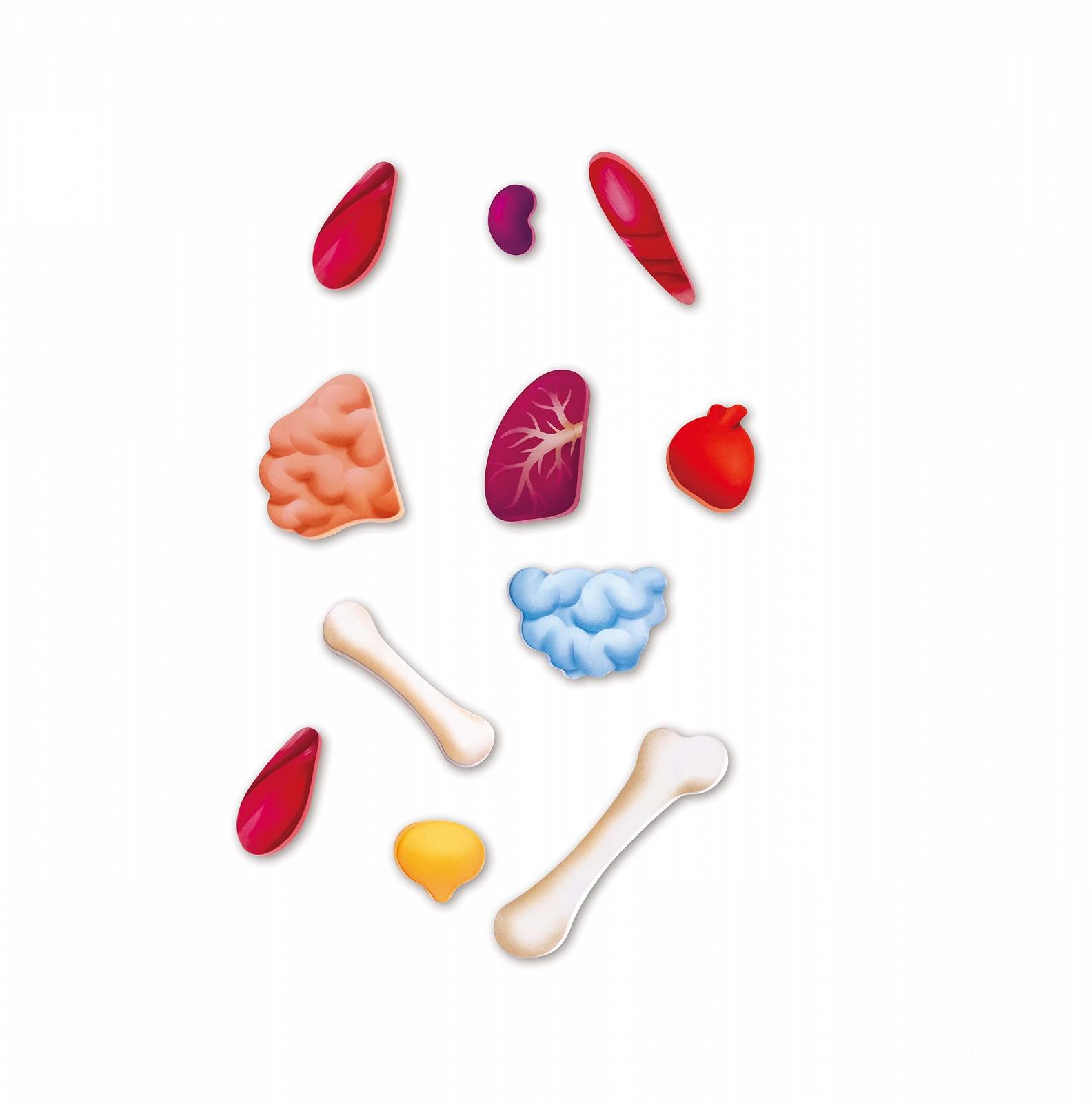 Пазл Hape My Body з кейсом та частинами тіла для дітей від 3 років, фото №8