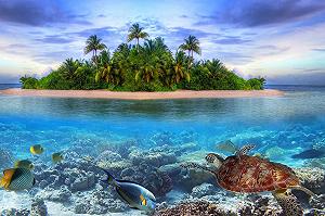 Пазл Lais Puzzle Turtle / Water Turtle in Maldives 2000 элементов synthetic.ua - Фото 1