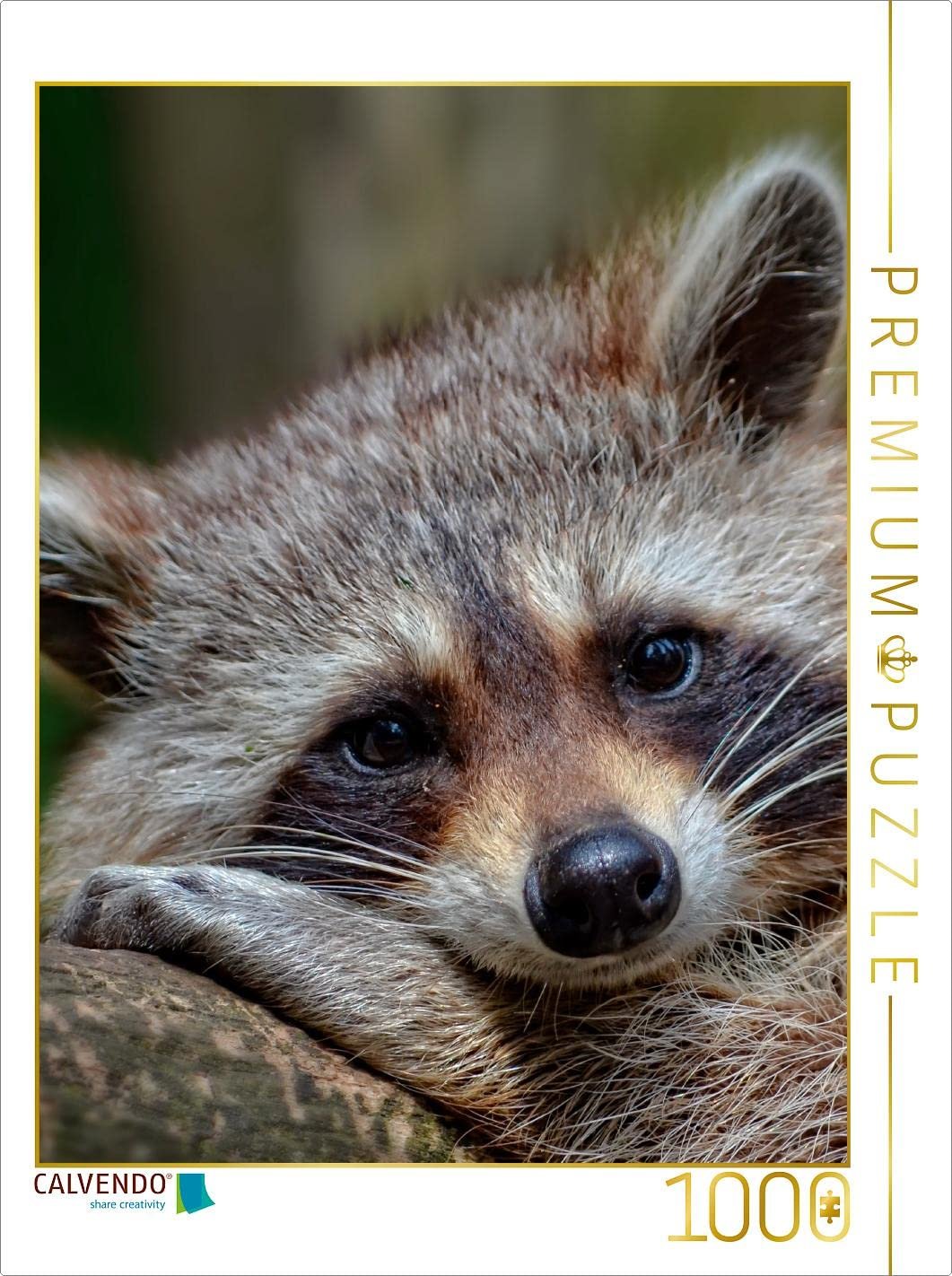 Пазл CALVENDO Raccoon - Cute Omnivore 1000 деталей, фото №1 Пазл CALVENDO Raccoon - Cute Omnivore 1000 деталей, фото №1