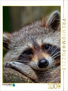 Купить Пазл CALVENDO Raccoon - Cute Omnivore 1000 деталей - Фото 1 Пазл CALVENDO Raccoon - Cute Omnivore 1000 деталей - Фото 1