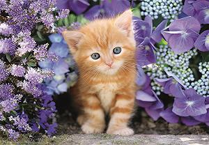 Пазл Clementoni Puzzle Collection Ginger Cat 500 Pieces 35585 synthetic.ua - Фото 1