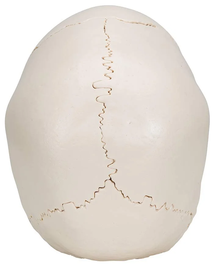 Анатомическая модель черепа 3B Scientific A290 / 22 части / Подвижная челюсть / 3B Smart Anatom / Белый, фото №4