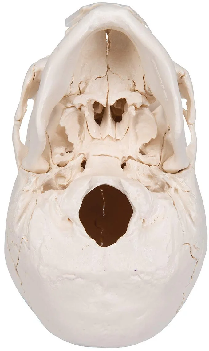 Анатомическая модель черепа 3B Scientific A290 / 22 части / Подвижная челюсть / 3B Smart Anatom / Белый, фото №6