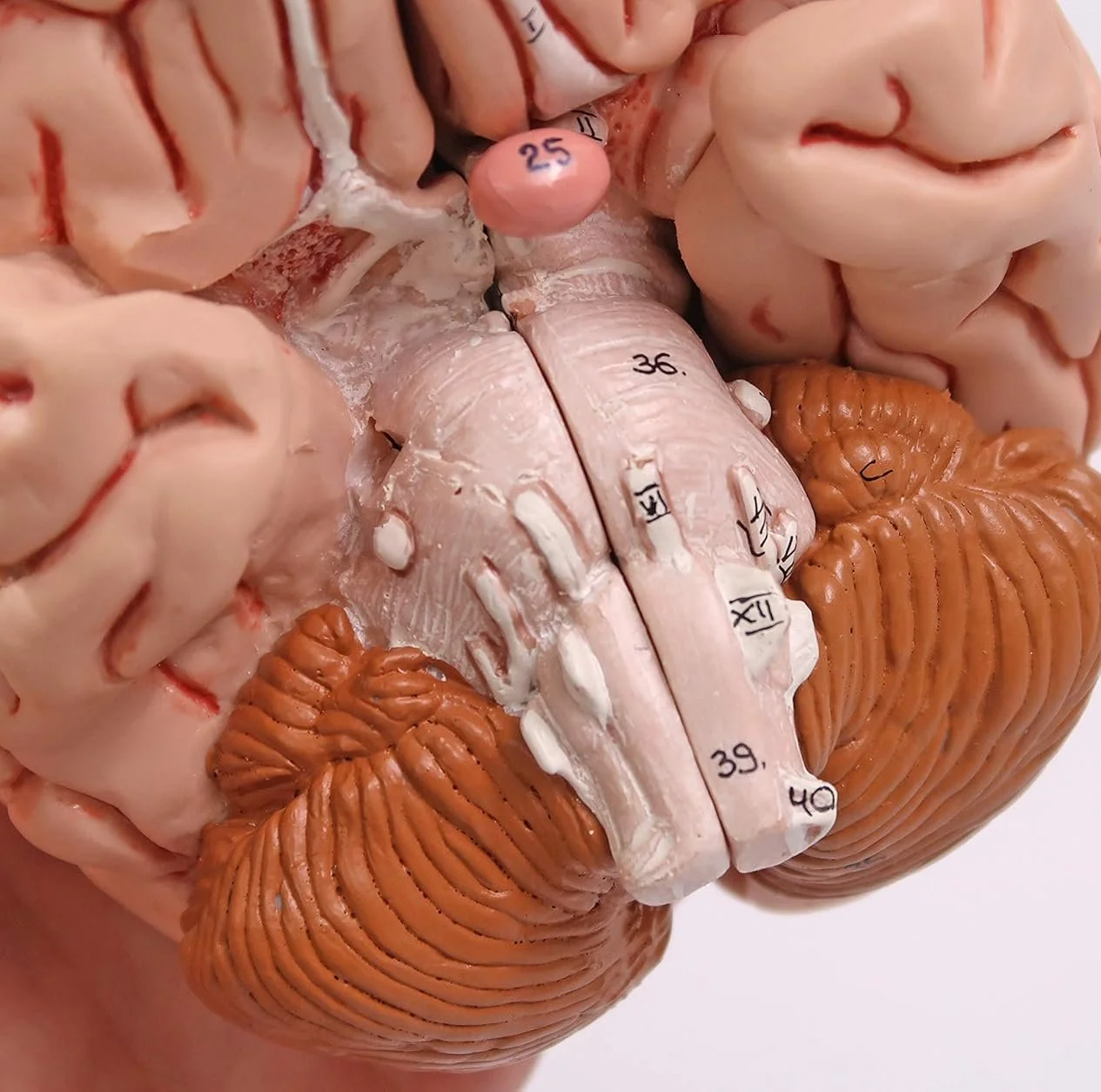 Анатомічна модель мозку 3B Scientific C18 / 5 частин / 3B Smart Anatom / Рожевий, фото №4