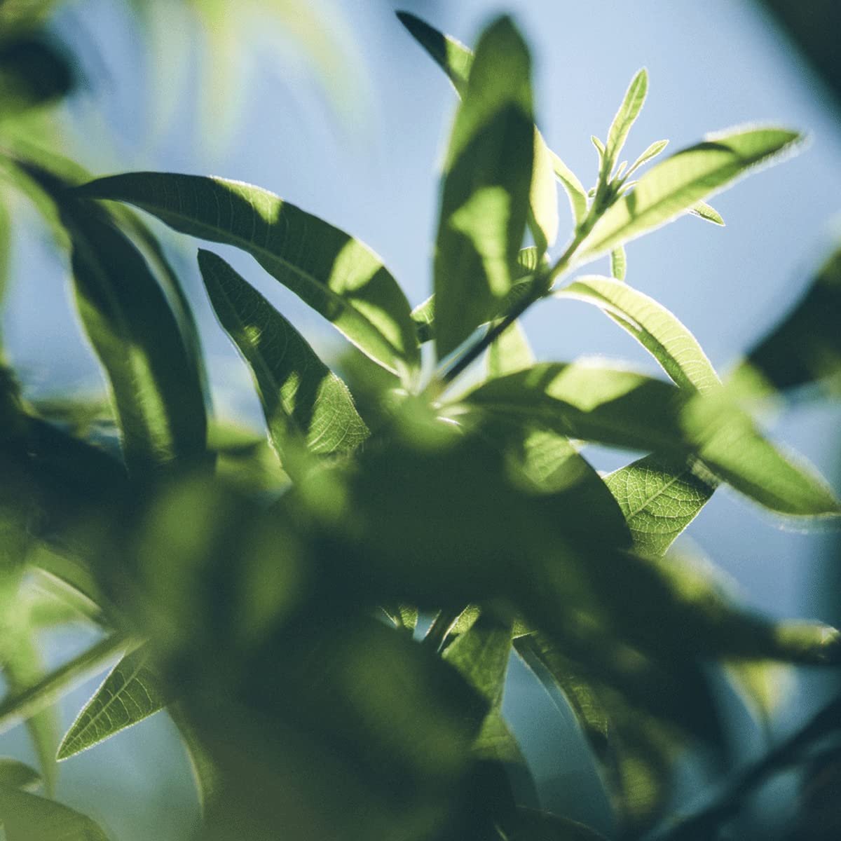 Гель для душа L'OCCITANE Verbena 250 мл (2 шт.), фото №8