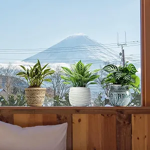 Наклейки на вікна 3 листи Рослини 30 x 30 см Самоклеючі Прозорі synthetic.ua - Фото 1