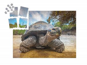 Пазл-адвент-календарь puzzleYOU Sea Turtles, Fish & Water Animals Галапагосская черепаха, Эквадор 1000 деталей synthetic.ua - Фото 1