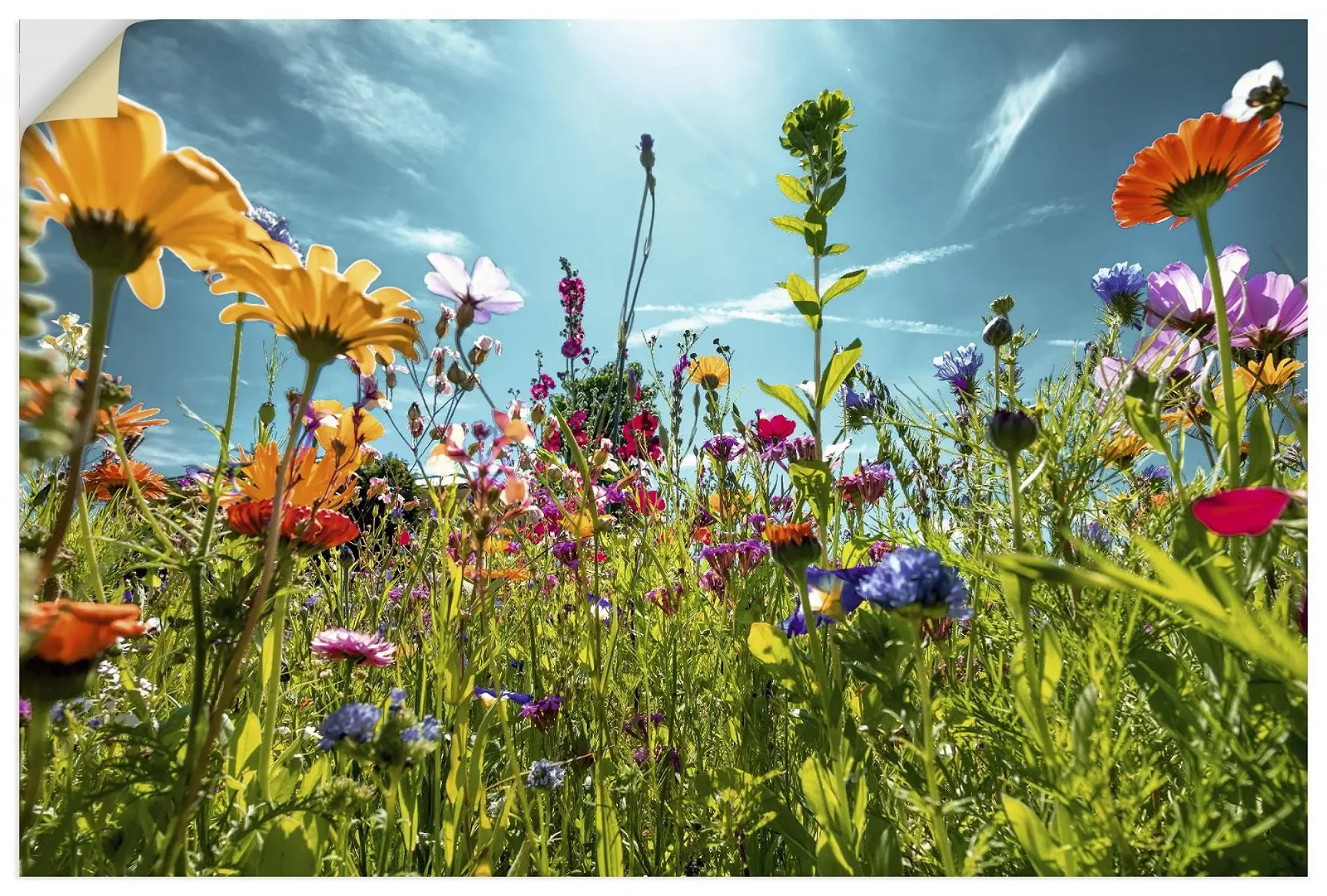 Наклейка на стіну ARTland Flower Meadow Blossoms Spring Flowers 90 x 60 см, фото №1 Наклейка на стіну ARTland Flower Meadow Blossoms Spring Flowers 90 x 60 см, фото №1