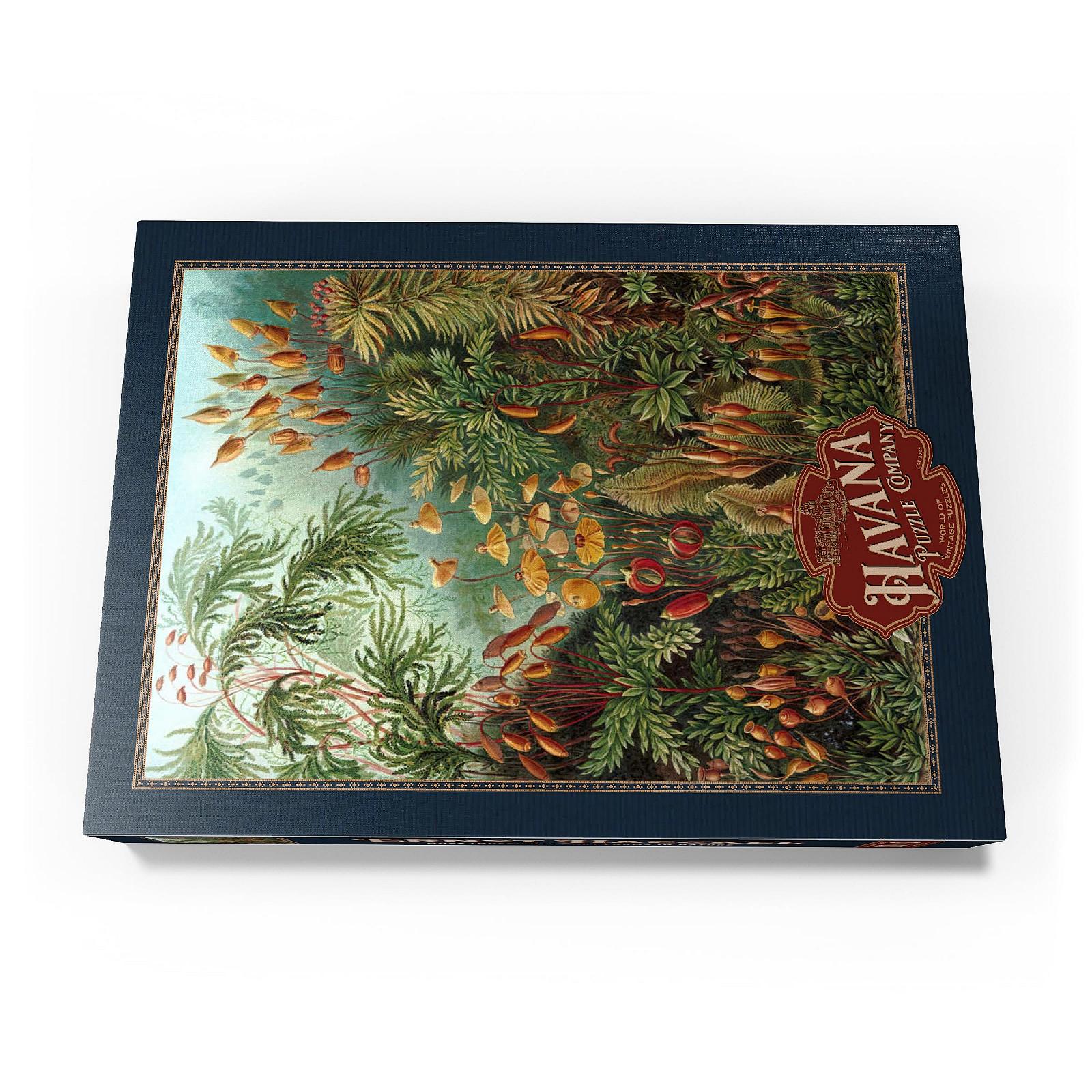 Пазл MyPuzzle Special Collection Moss (Muscinae) - Art Forms in Nature, Vintage Art Poster, Ernst Haeckel 1000 элементов, фото №4
