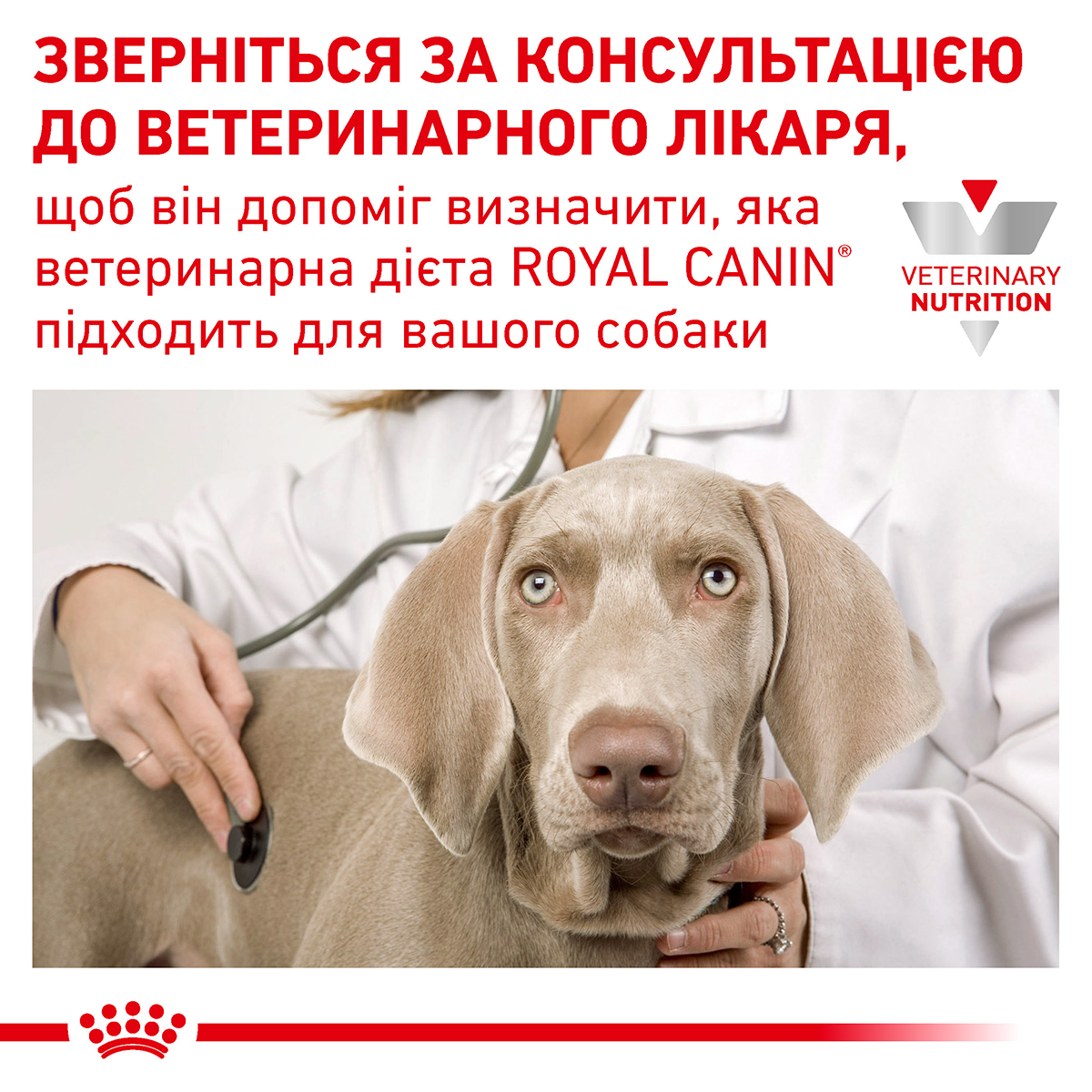 Сухой корм для собак Royal Canin Anallergenic Canine при пищевой аллергии или непереносимости 3 кг 3182550801003 40140301, фото №7