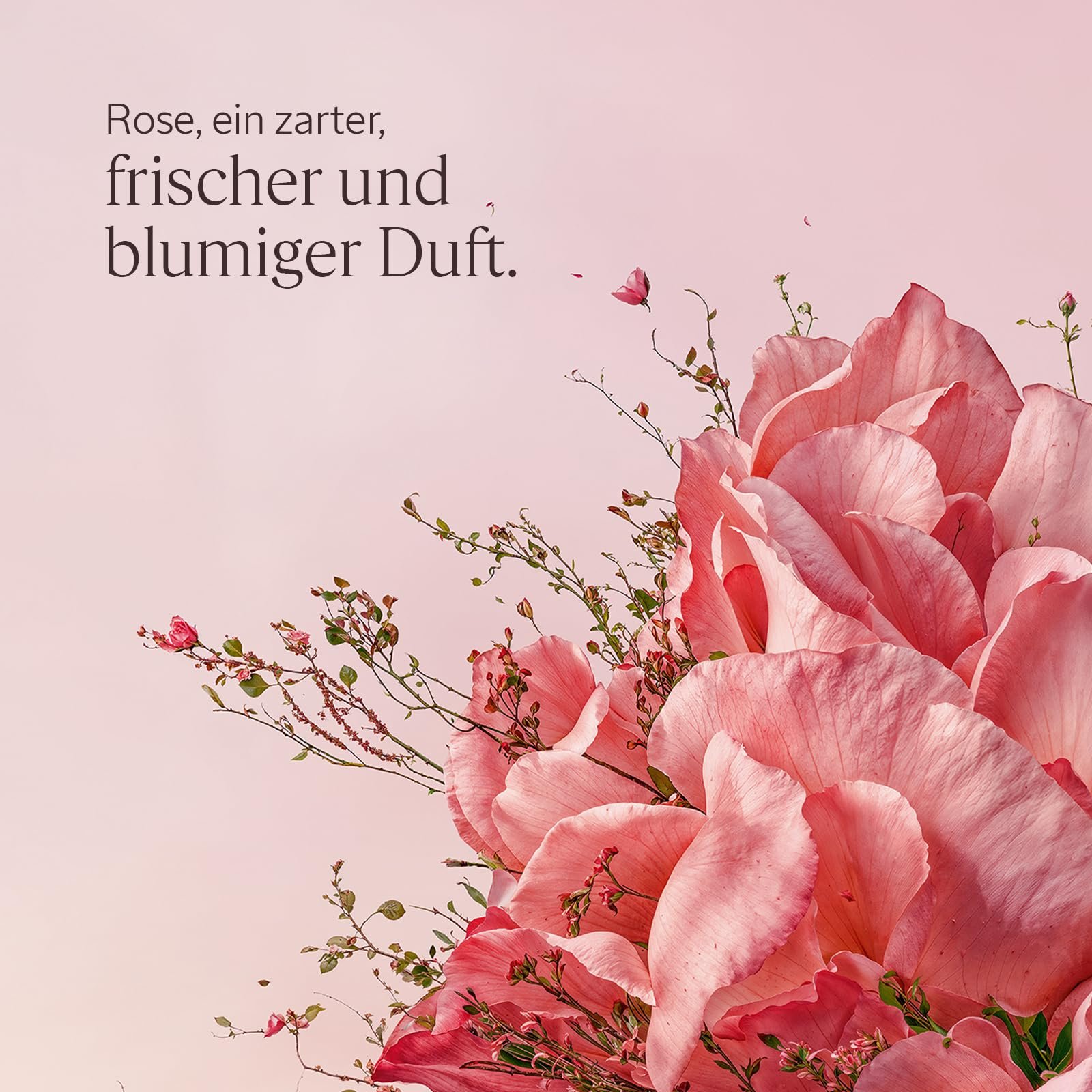 Парфюмированный гель для душа L'OCCITANE Rose, фото №3