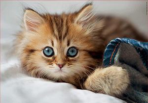 Пазл Educa 17154 Kitten 200 элементов synthetic.ua - Фото 1