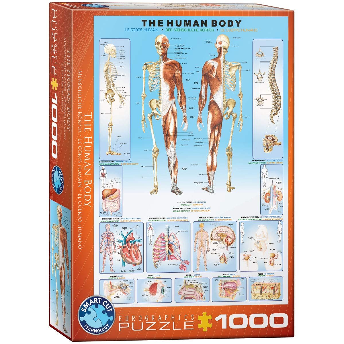 Пазл Eurographics the Human Body 1000 деталей, фото №1