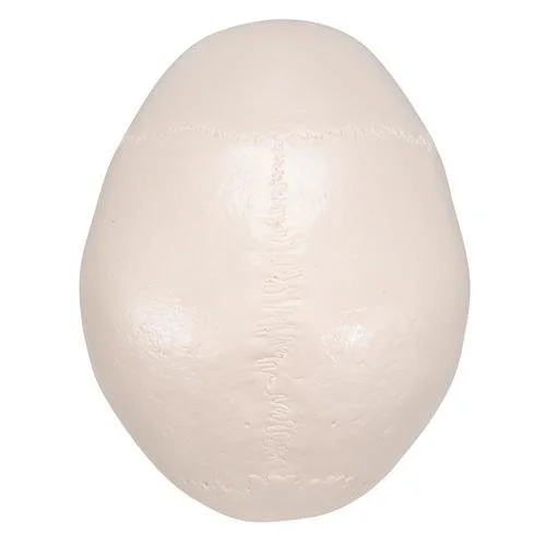 Анатомічна модель черепа 3B Scientific A20/9 / 3 частини / Рухома щелепа / 3B Smart Anatom / Білий, фото №4