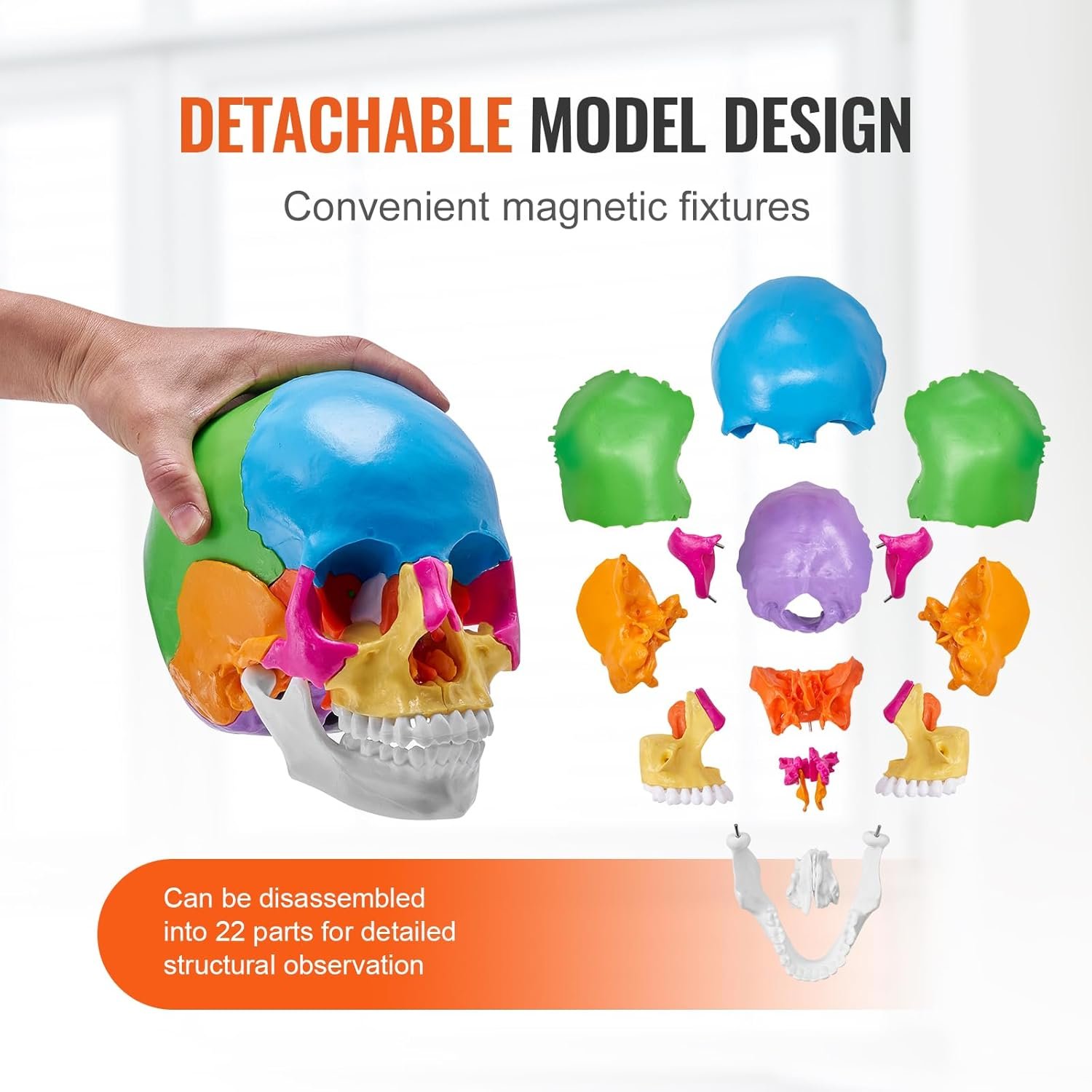 Модель черепа черепа VEVOR MD-V21 / 22 частини / Різнокольоровий, фото №4 Модель черепа черепа VEVOR MD-V21 / 22 частини / Різнокольоровий, фото №4