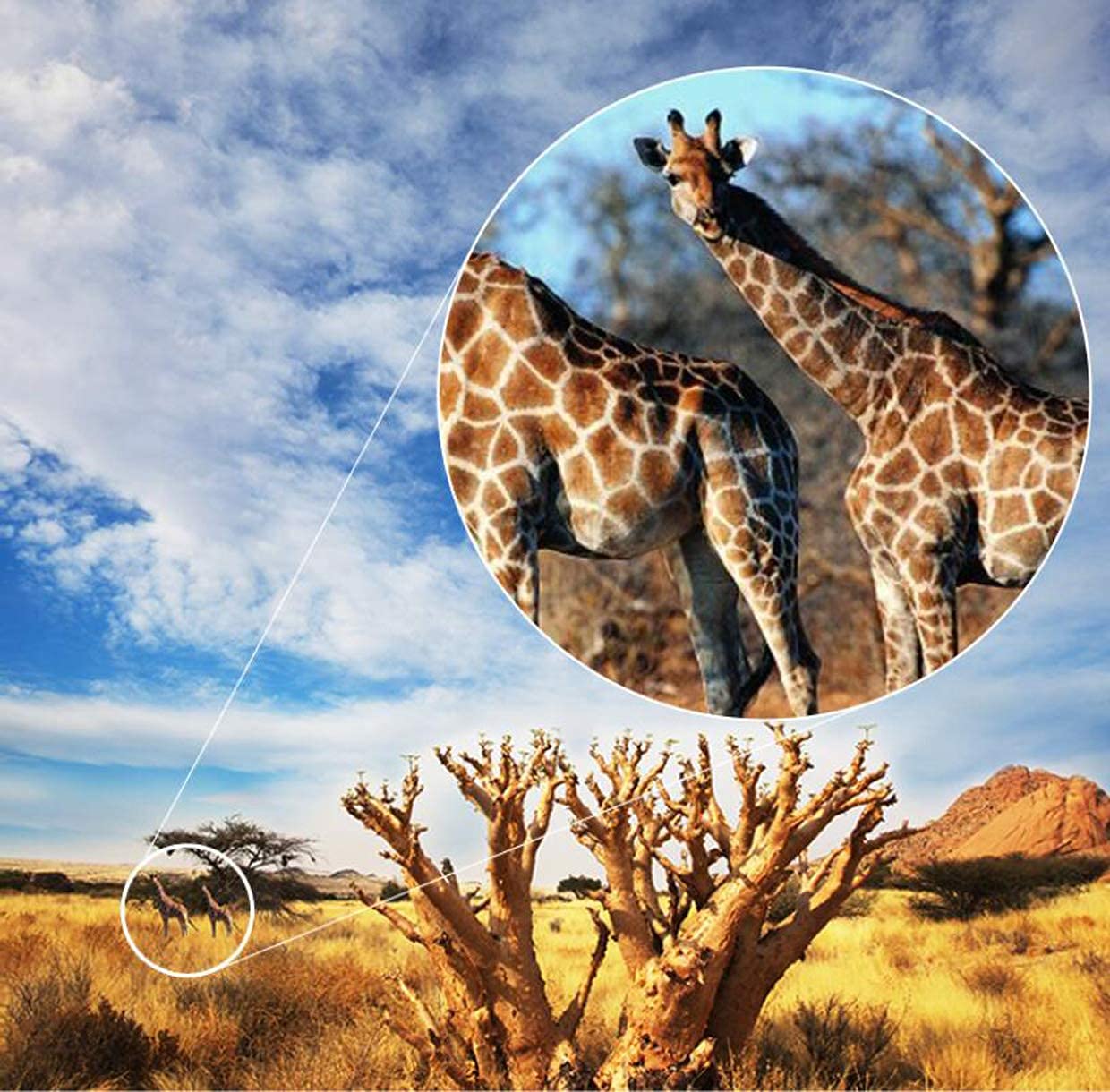 Монокуляр Spacmirrors 10x42 Hochauflösendes BAK4 Призми-FMC Об'єктив Водонепроникний, фото №4