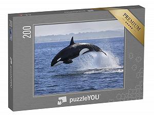 Купить Пазл puzzleYOU Коллекция «Киты» "Косатка, Orcinus Orca, выпрыгивающая из воды" 200 элементов - Фото 1 Пазл puzzleYOU Коллекция «Киты» "Косатка, Orcinus Orca, выпрыгивающая из воды" 200 элементов - Фото 1