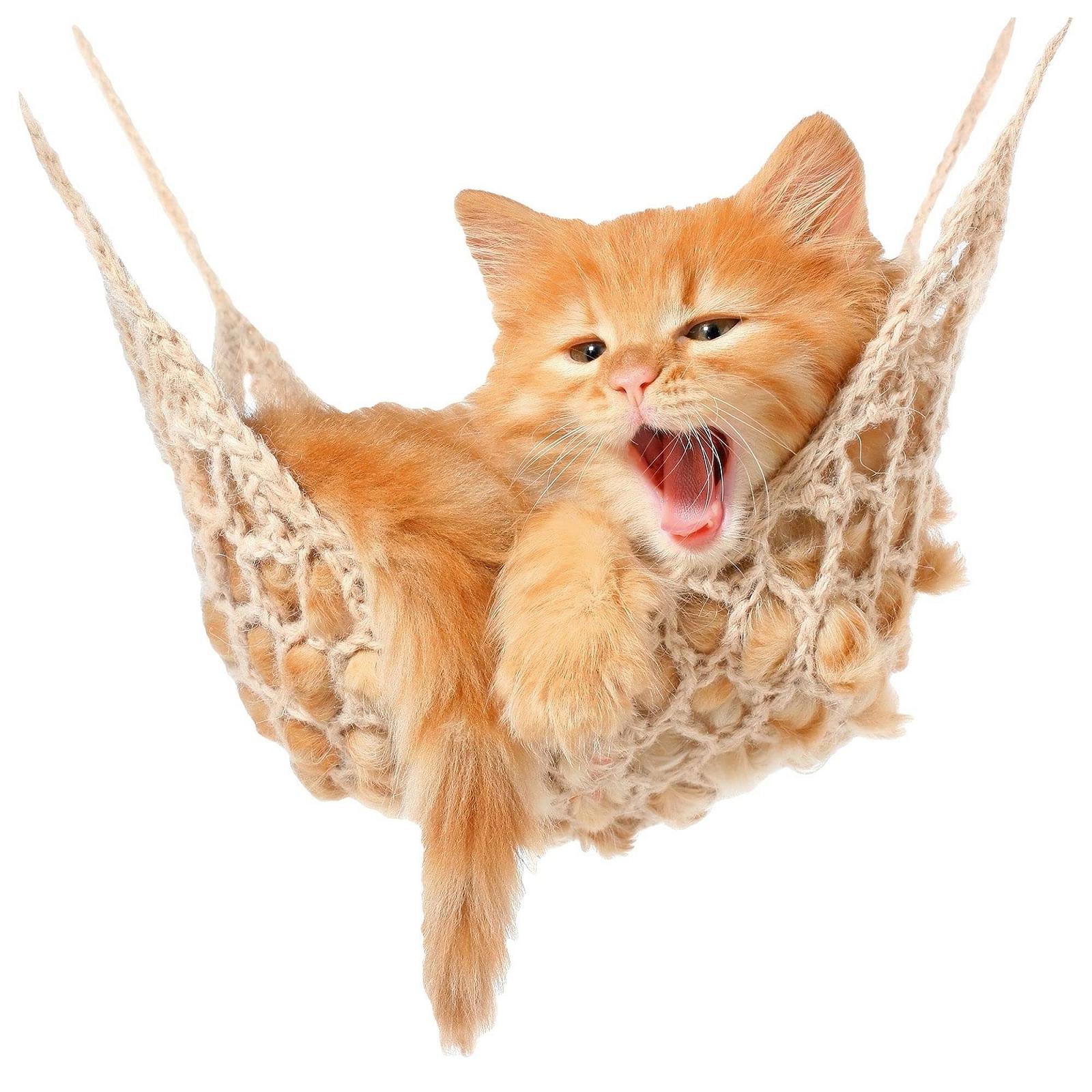 Наклейка на стіну GRAZDesign Baby Cat on Hammock 51 x 50 см, фото №1 Наклейка на стіну GRAZDesign Baby Cat on Hammock 51 x 50 см, фото №1