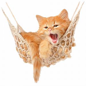 Наклейка на стіну GRAZDesign Baby Cat on Hammock 51 x 50 см - Фото 1
