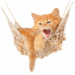 Наклейка на стіну GRAZDesign Baby Cat on Hammock 51 x 50 см - Фото 1