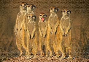 Пазл Ulmer Puzzleschmiede Little Cheeky Badger 1000 элементов Животные Сурикаты Южная Африка synthetic.ua - Фото 1