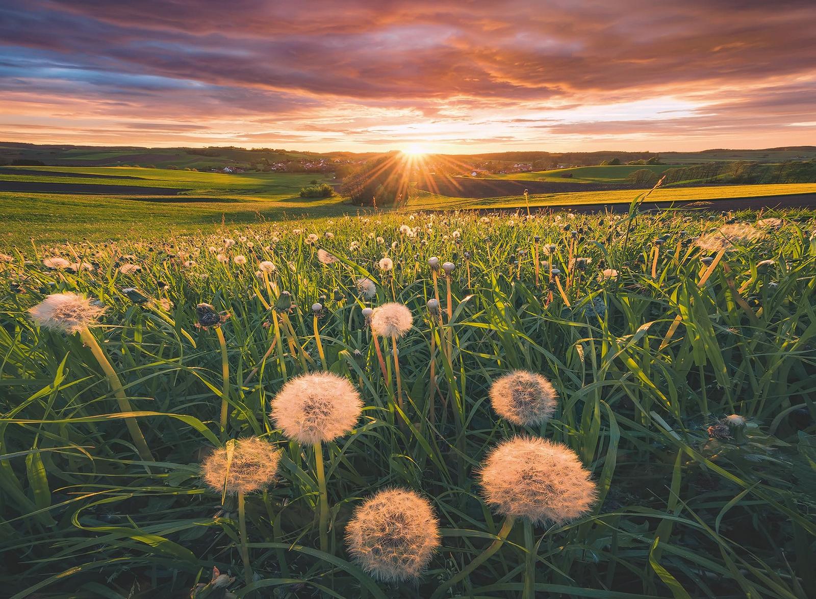Пазл Ravensburger Nature Edition Dandelions in the Sunset 500 елементів від 14 років, фото №1