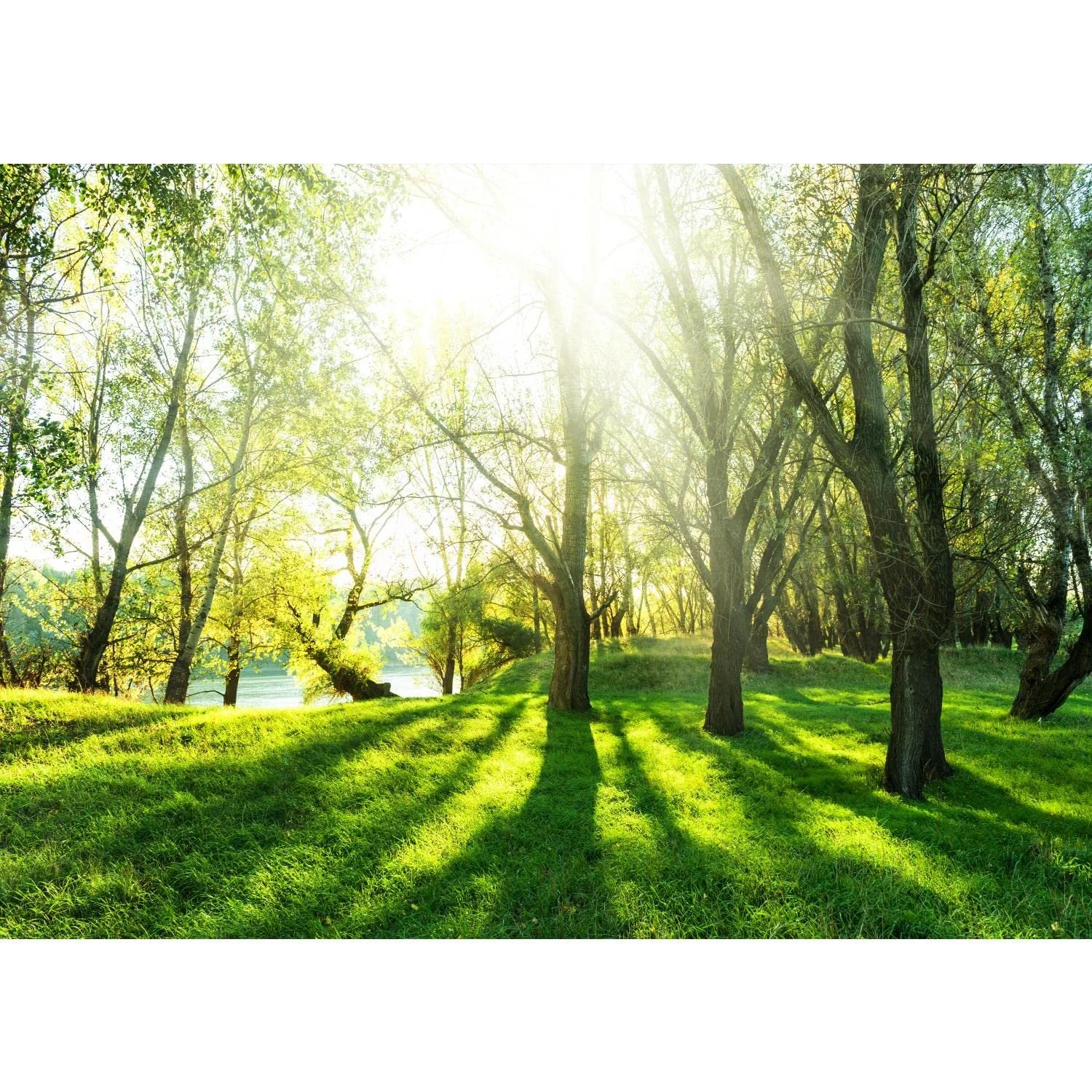 Фотошпалери Ліс 9080012a 396 x 280 см Флізелінові, фото №1