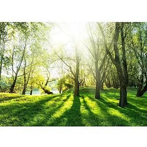 Фотошпалери Ліс 9080012a 396 x 280 см Флізелінові - Фото 1