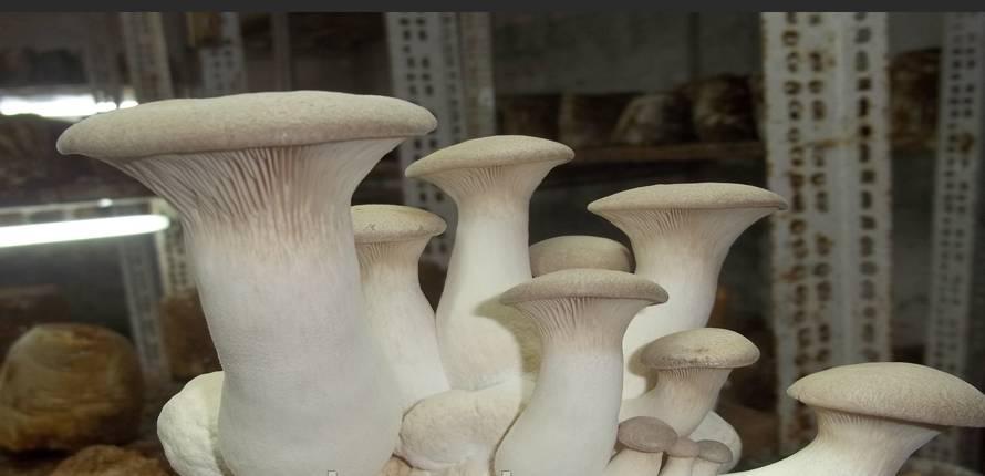 Міцелій Еринги зерновий 6 кг Королівська степова глива Mine hub_hgy1nd, фото №2