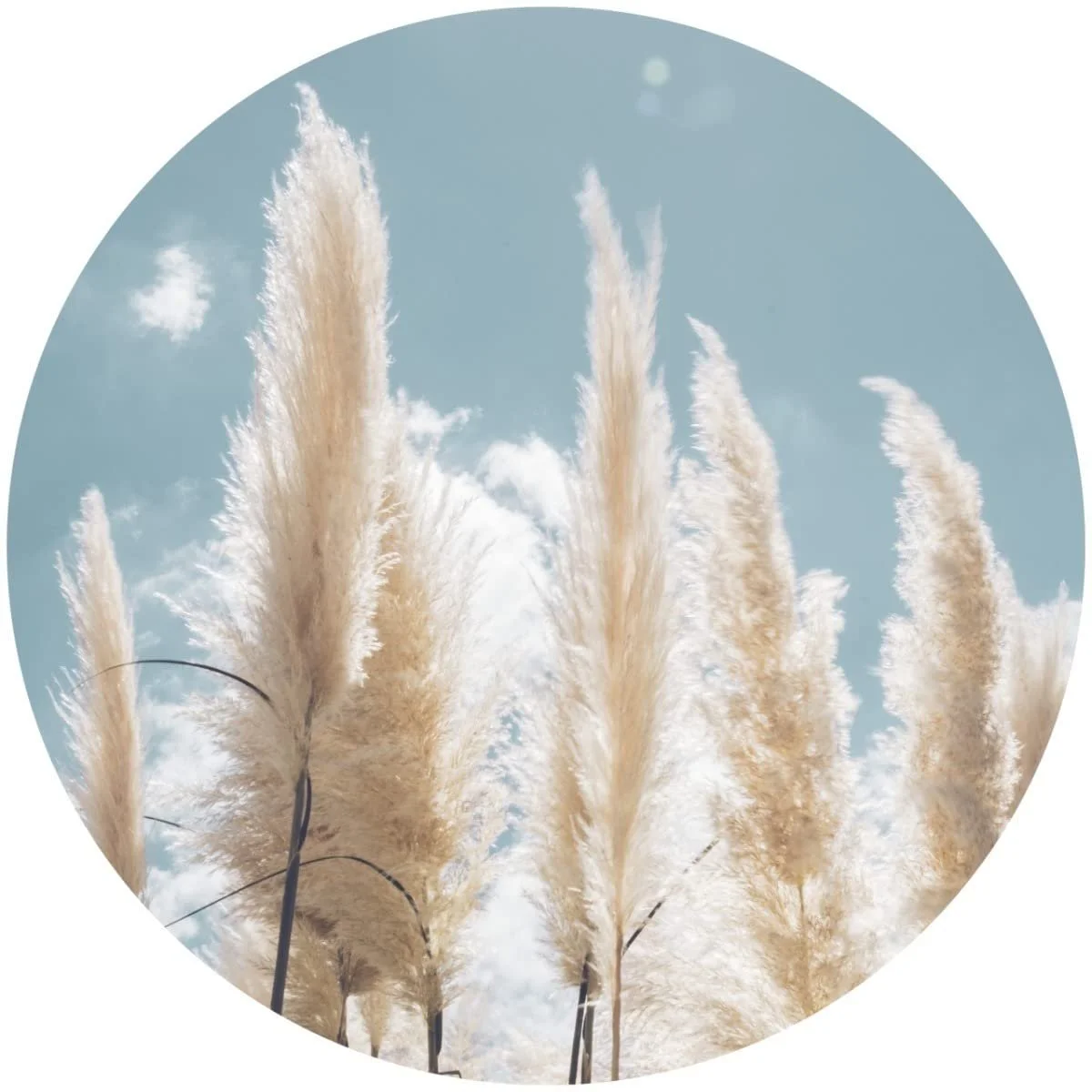Наклейка на стіну Muralo Кругла Пампасна трава Рослини 3D 100 x 100 см, фото №7 Наклейка на стіну Muralo Кругла Пампасна трава Рослини 3D 100 x 100 см, фото №7