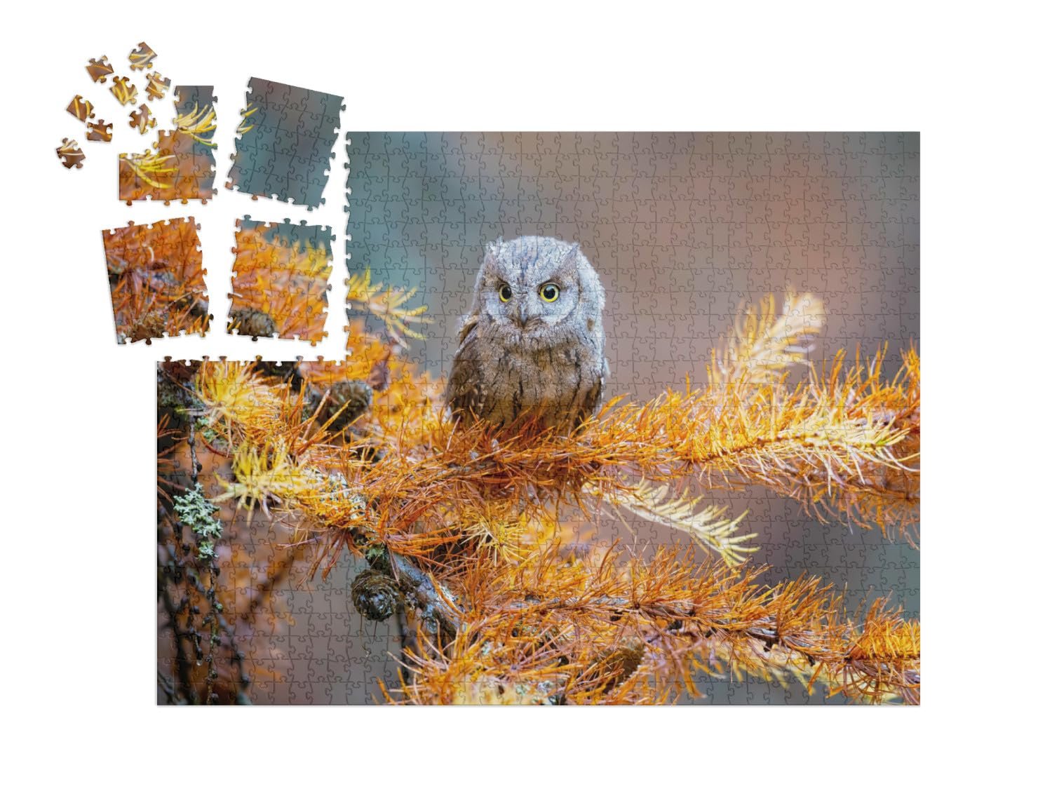 Пазл puzzleYOU Puzzle Advent Calendar "Сплюшка, Otus Scops, типичная сова" 1000 элементов, фото №2