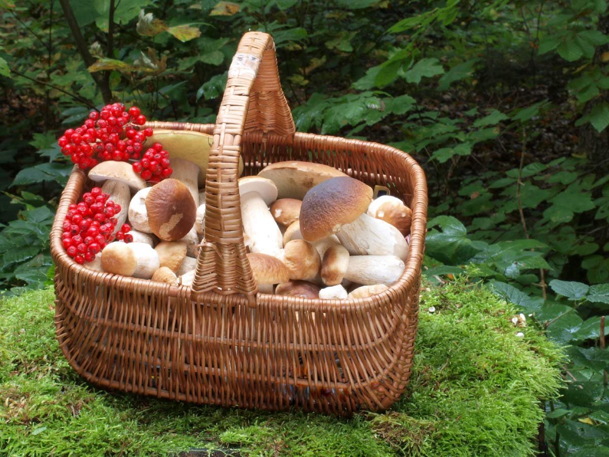 Пазл CALVENDO Landscape Mushroom Basket with Porcini Mushrooms 1000 деталей 64 x 48 см, фото №1 Пазл CALVENDO Landscape Mushroom Basket with Porcini Mushrooms 1000 деталей 64 x 48 см, фото №1