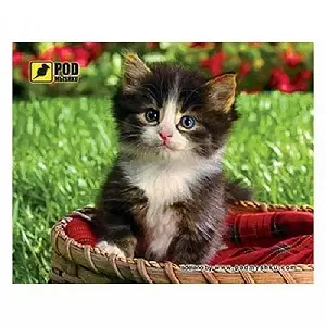 Купити Pod Mishkou Котенок в корзине - Фото 1 Pod Mishkou Котенок в корзине - Фото 1