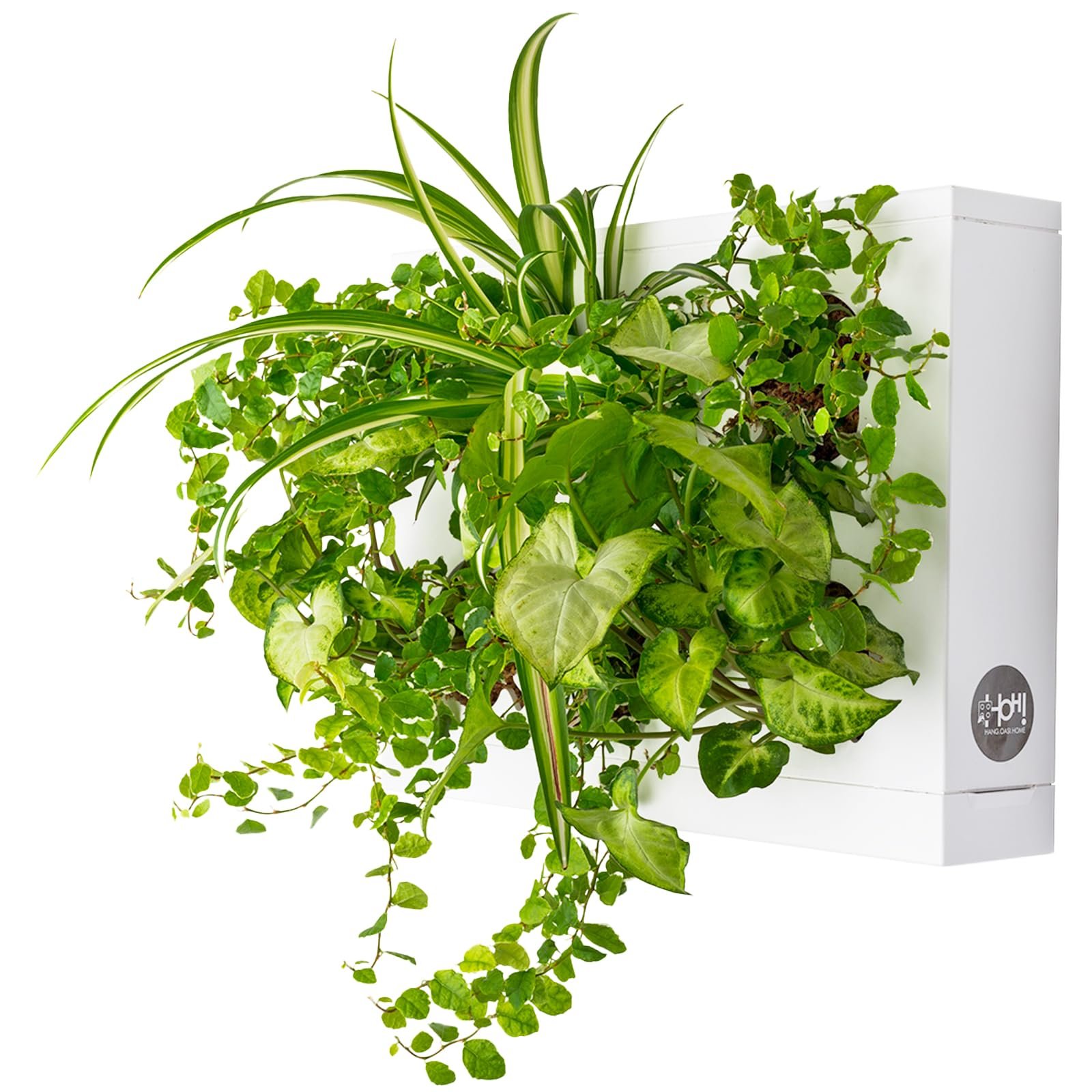 Настінне кашпо Ortisgreen HOH дизайнерське пластикове з мохом Біле, фото №1 Настінне кашпо Ortisgreen HOH дизайнерське пластикове з мохом Біле, фото №1