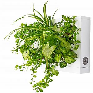 Настінне кашпо Ortisgreen HOH дизайнерське пластикове з мохом Біле - Фото 1