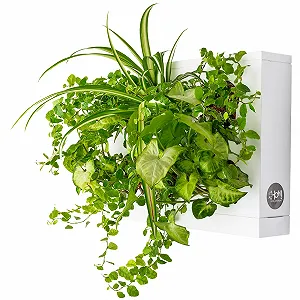 Купить Настенное кашпо Ortisgreen HOH дизайнерское пластиковое с мхом Белое - Фото 1 Настенное кашпо Ortisgreen HOH дизайнерское пластиковое с мхом Белое - Фото 1