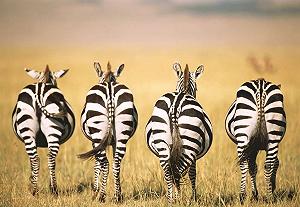 Пазл Ravensburger Puzzle Moment 13312 Зебра 300 деталей synthetic.ua - Фото 1