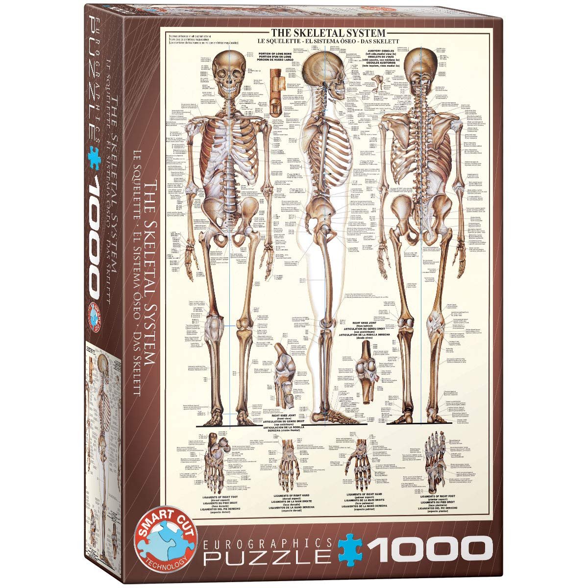 Пазл Eurographics the Skeletal System 1000 елементів, фото №1