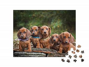 Пазл puzzleYOU Такса Щенки таксы — милые животные 500 элементов synthetic.ua - Фото 1