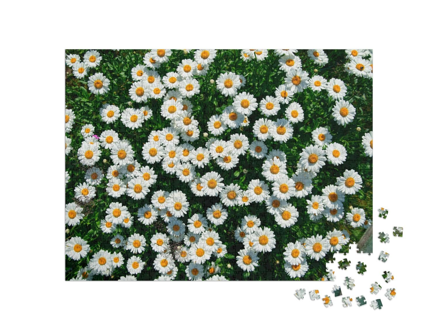 Пазл puzzleYOU Flower Meadows, Flowers & Plants Puzzle Collection Daisy in the Field from Above 1000 элементов, фото №2