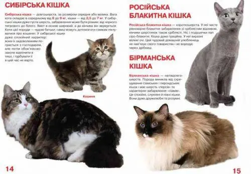 Книга Большая Кошки укр, фото №3