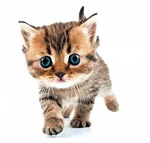 Наклейка на стіну 3D Cat 20 x 30 см - Фото 1