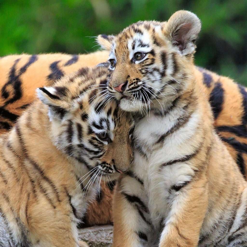 Дитячий пазл Ravensburger Children's Puzzle 05666 Panda, Tiger and Lion 3 x 49 деталей від 5 років, фото №5