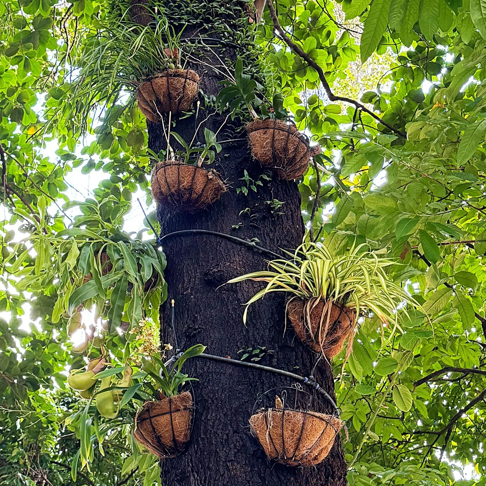Вкладиші для підвісних кошиків напівкруглі з кокосового волокна 12 дюймів (30.5 см) Набір 3 шт., фото №3 Вкладиші для підвісних кошиків напівкруглі з кокосового волокна 12 дюймів (30.5 см) Набір 3 шт., фото №3