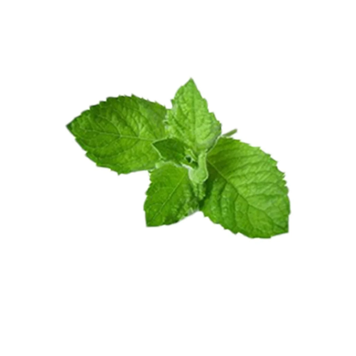 Средство для ухода за стопами и ногами с ментолом 100 мл, фото №3