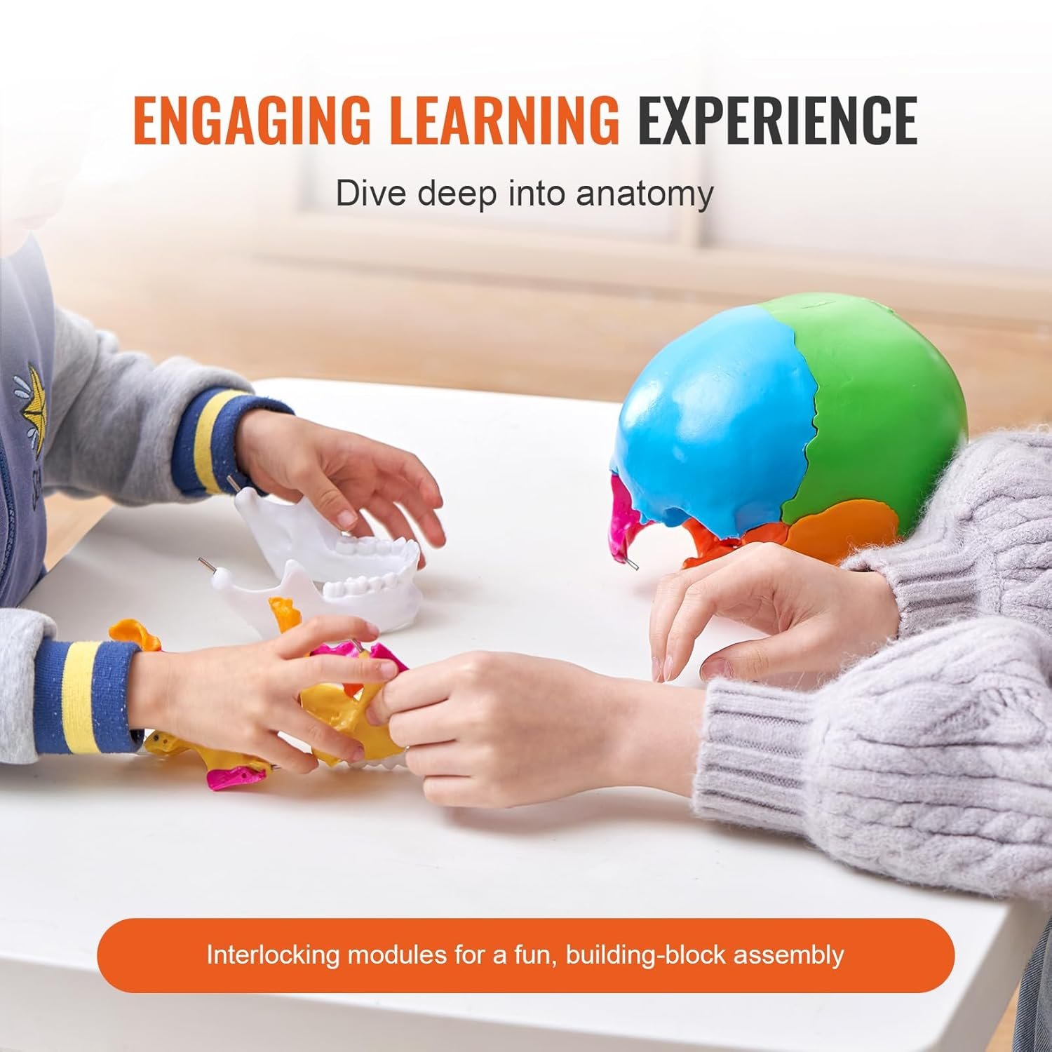 Модель черепа черепа VEVOR MD-V21 / 22 частини / Різнокольоровий, фото №3 Модель черепа черепа VEVOR MD-V21 / 22 частини / Різнокольоровий, фото №3