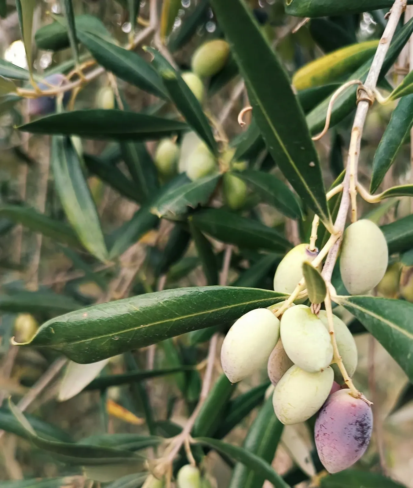 Крем для рук и ног Olive Spa Aloe Vera 75 мл, фото №4