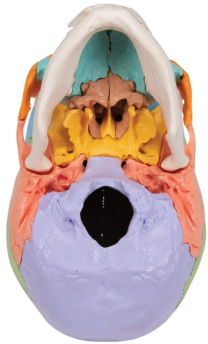 Модель черепа человека 3B Scientific  / 22 части / Подвижная челюсть  / 3B Smart Anatom / Разноцветная, фото №6