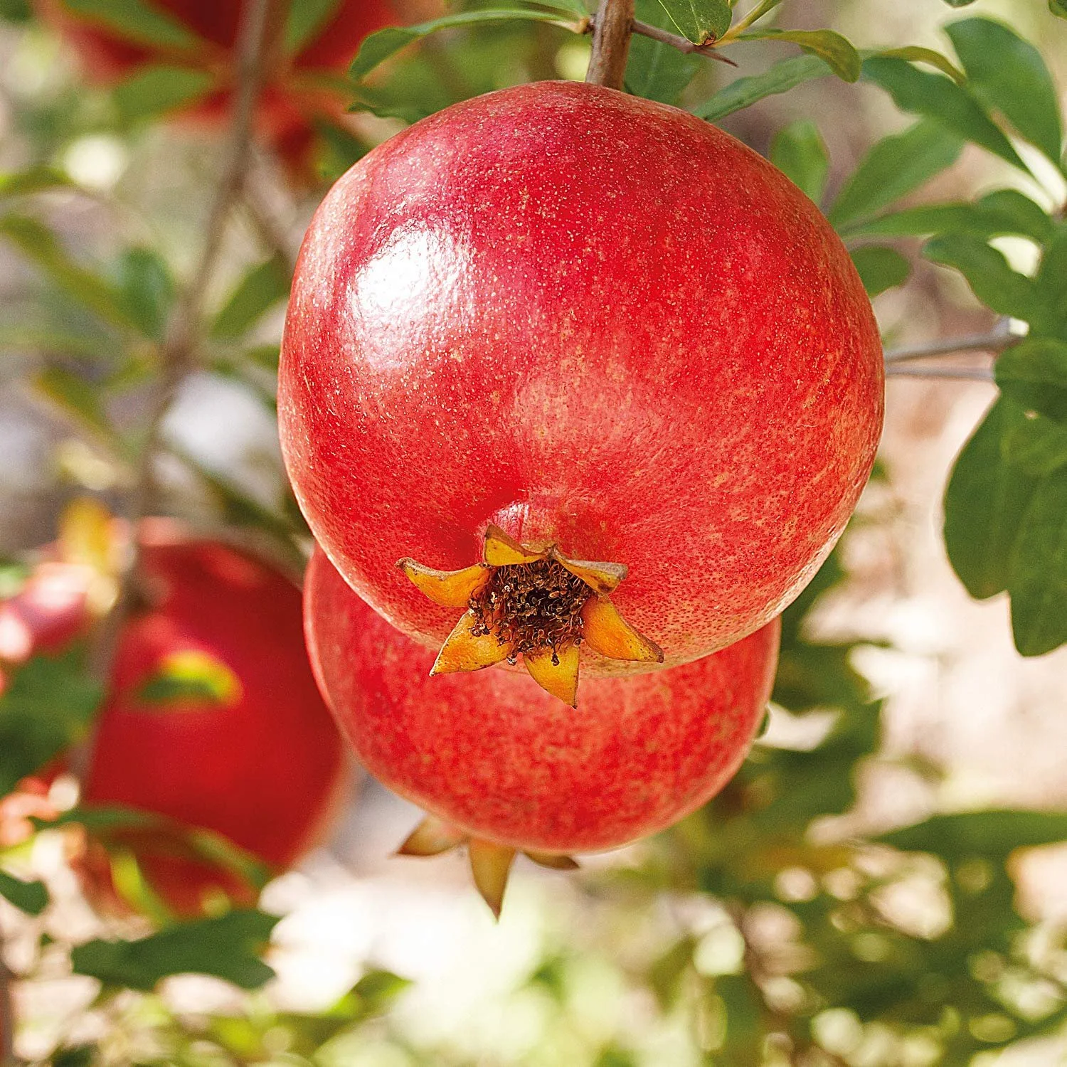 Лосьйон для тіла WELEDA Organic Pomegranate для пружності шкіри Гранат 200 мл, фото №5